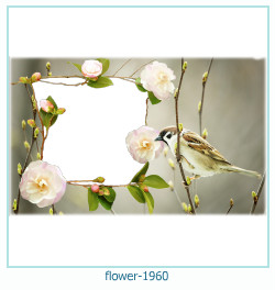 cadre photo fleur 1960
