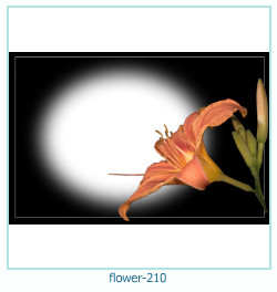 cadre photo fleur 210
