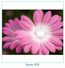 cadre photo fleur 878